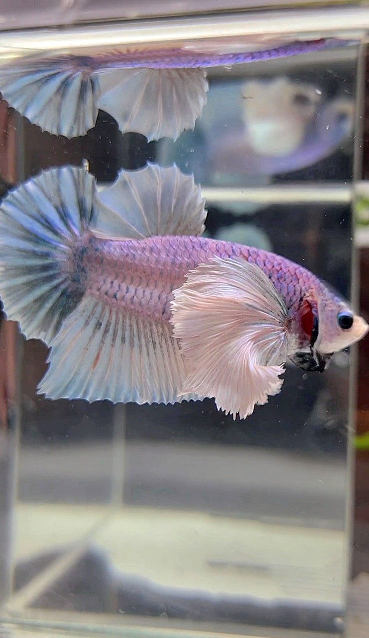 PLAKAT SUPER DUMBO EAR BLUE GRIZZLE BETTA FISH