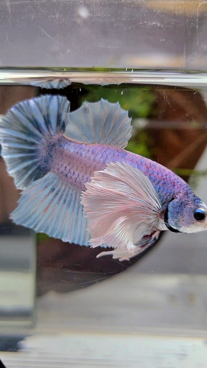 PLAKAT SUPER DUMBO EAR BLUE GRIZZLE BETTA FISH