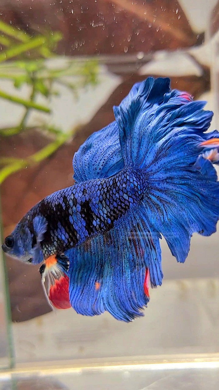 HALFMOON ROSETAIL BLUE GORDON AVATAR BETTA FISH