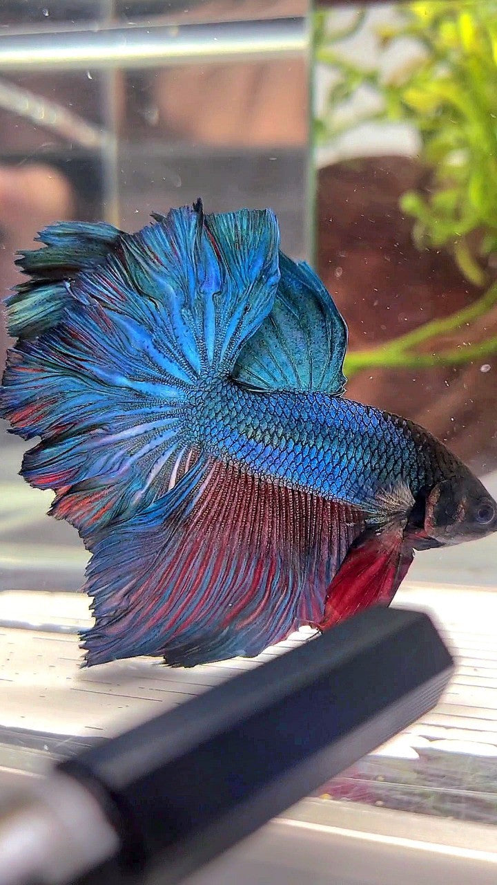 HALFMOON ROSETAIL BLUE GREEN TURQUOISE BETTA FISH