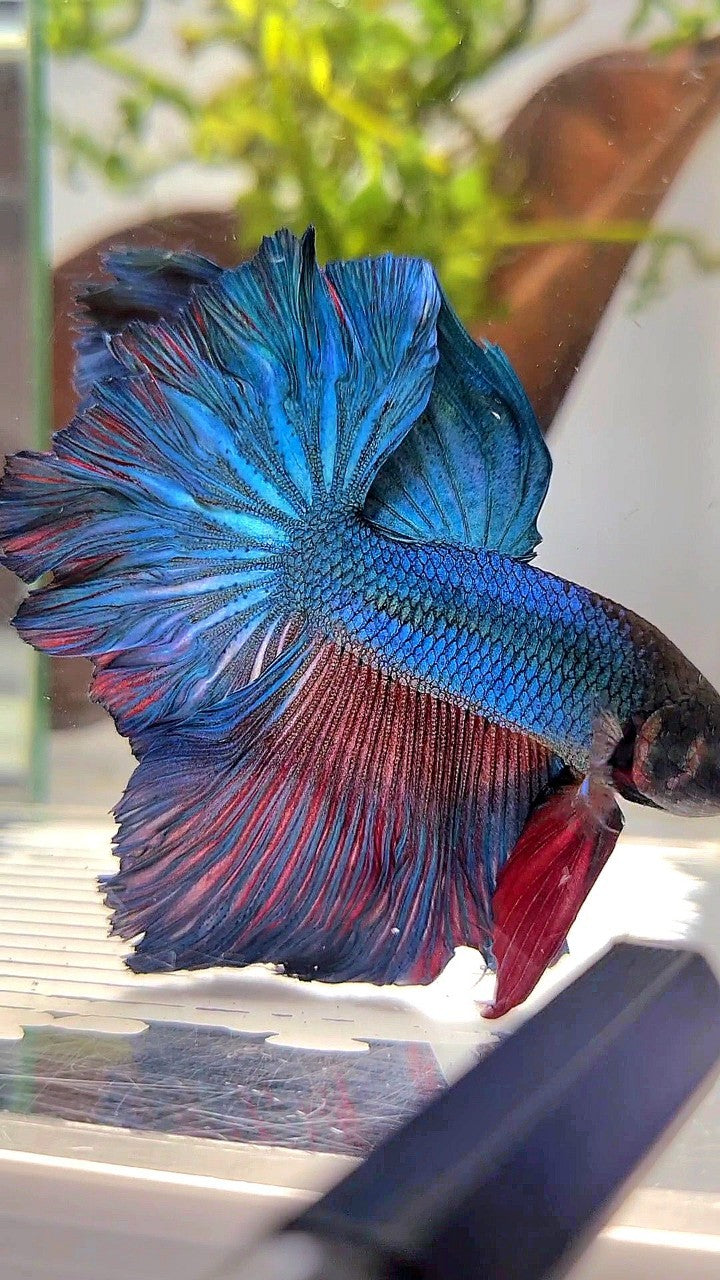 HALFMOON ROSETAIL BLUE GREEN TURQUOISE BETTA FISH