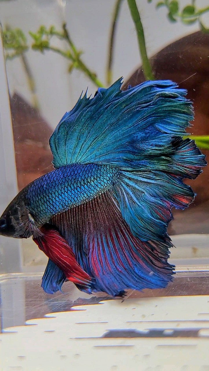 HALFMOON ROSETAIL BLUE GREEN TURQUOISE BETTA FISH