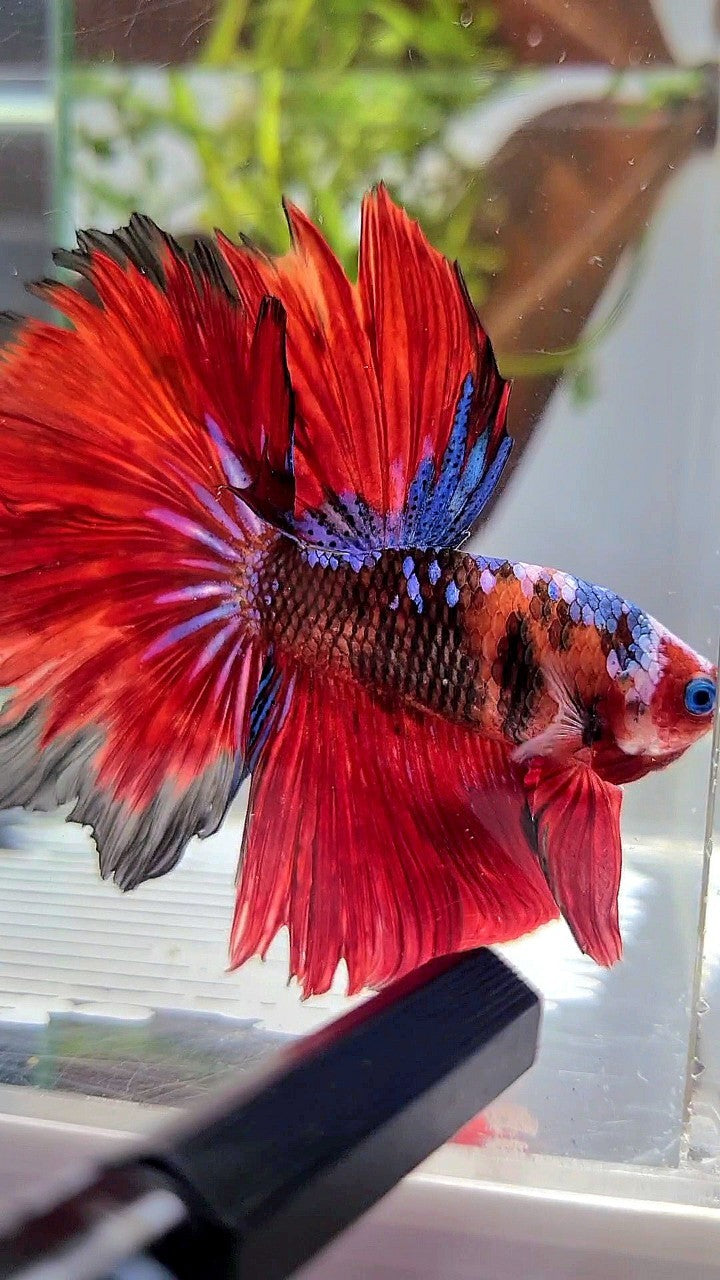 HALFMOON ROSETAIL RED KOI TIGER GALAXY MULTICOLOR BETTA FISH