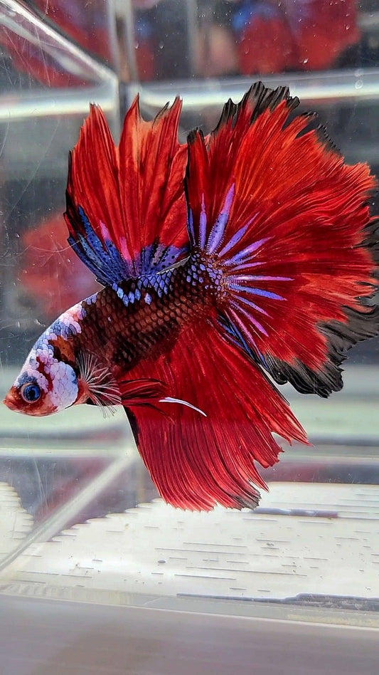 HALFMOON ROSETAIL RED KOI TIGER GALAXY MULTICOLOR BETTA FISH