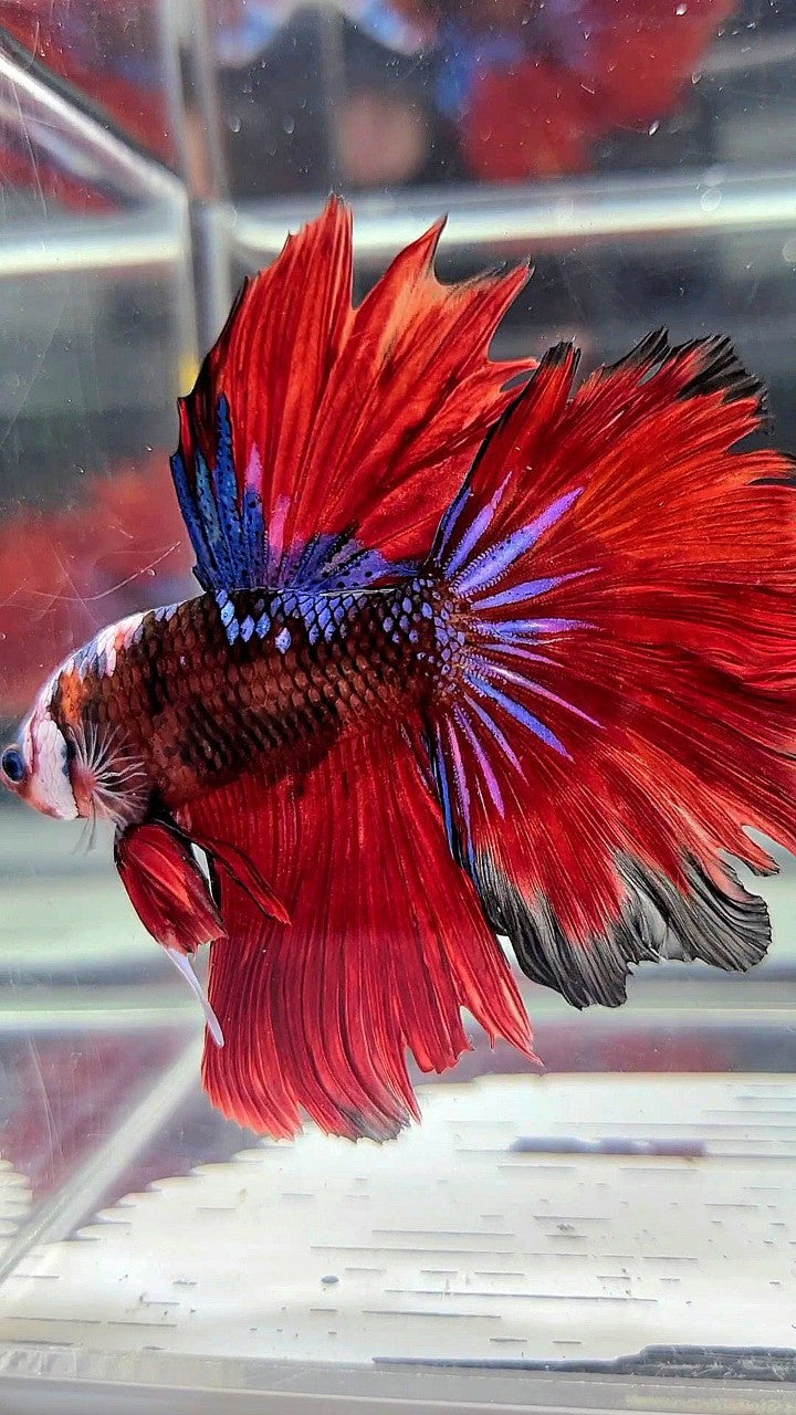 HALFMOON ROSETAIL RED KOI TIGER GALAXY MULTICOLOR BETTA FISH