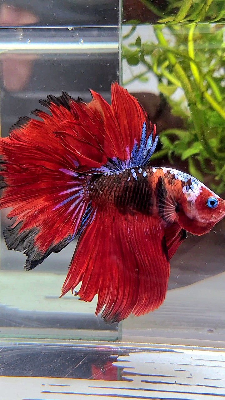 HALFMOON ROSETAIL RED KOI TIGER GALAXY MULTICOLOR BETTA FISH