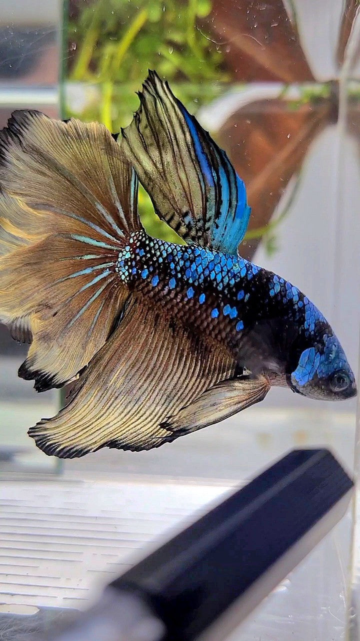 HALFMOON ROSETAIL BLACK GALAXY BLUE AVATAR YELLOW BETTA FISH