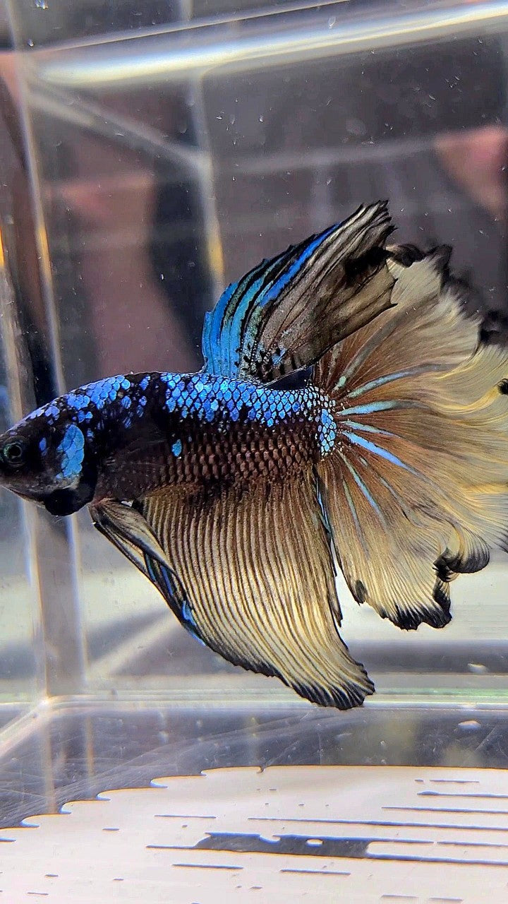 HALFMOON ROSETAIL BLACK GALAXY BLUE AVATAR YELLOW BETTA FISH