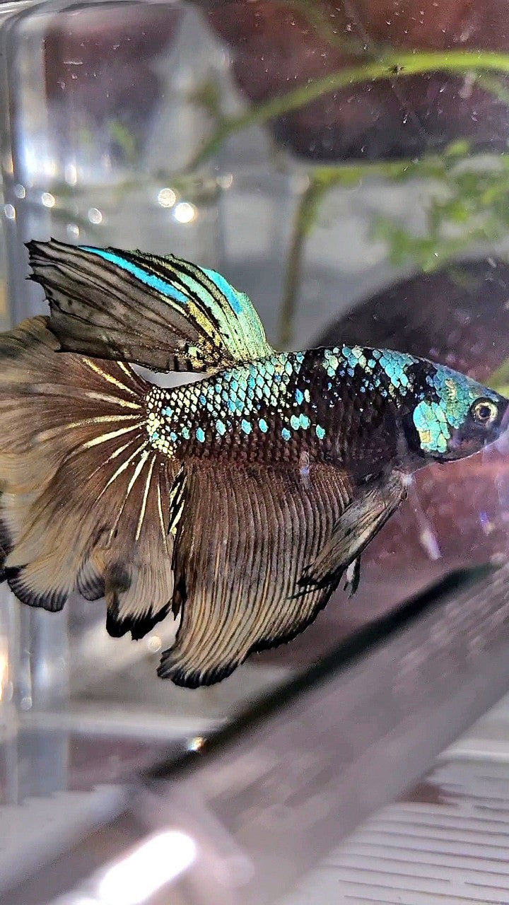 HALFMOON ROSETAIL BLACK GALAXY BLUE AVATAR YELLOW BETTA FISH