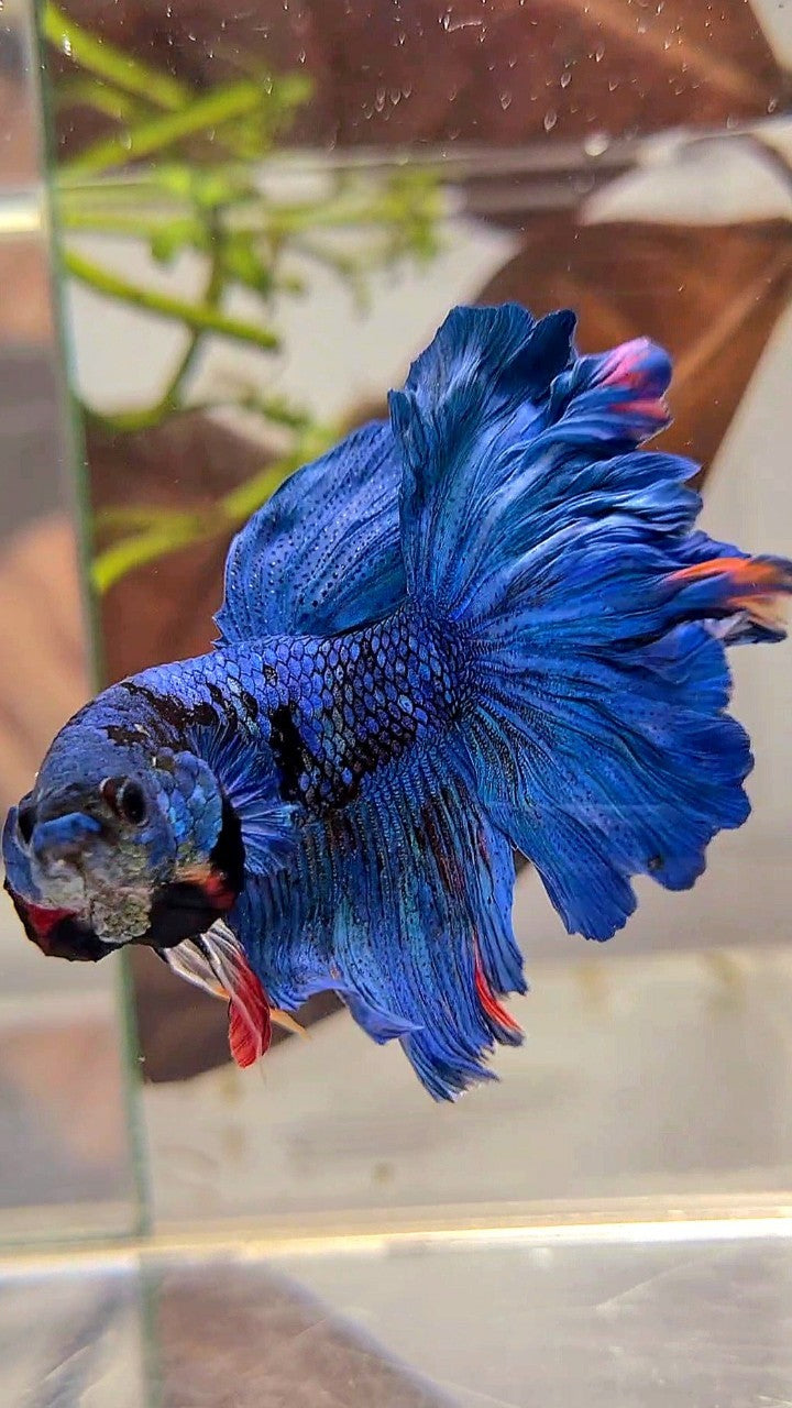 HALFMOON ROSETAIL BLUE GORDON AVATAR BETTA FISH