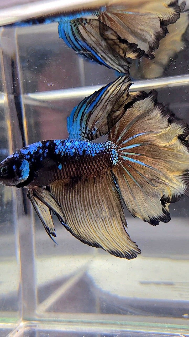 HALFMOON ROSETAIL BLACK GALAXY BLUE AVATAR YELLOW BETTA FISH