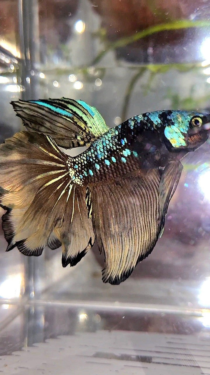 HALFMOON ROSETAIL BLACK GALAXY BLUE AVATAR YELLOW BETTA FISH