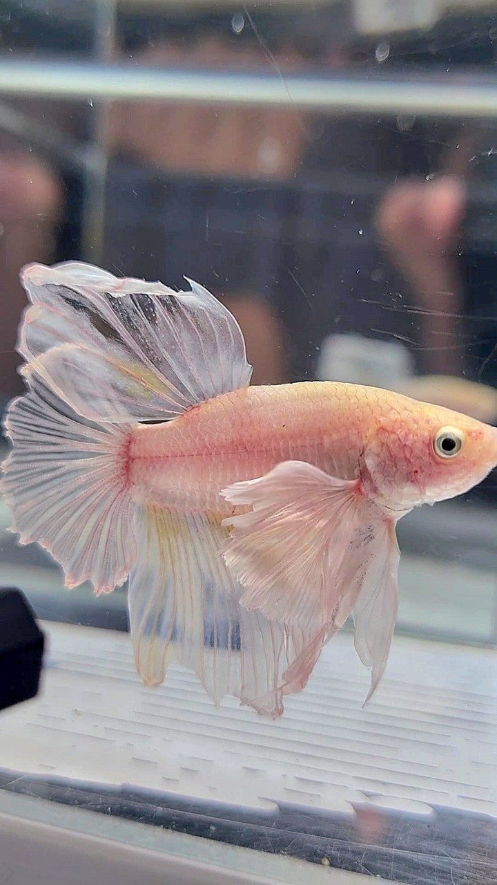 HALFMOON SUPER DUMBO EAR WHITE BETTA FISH