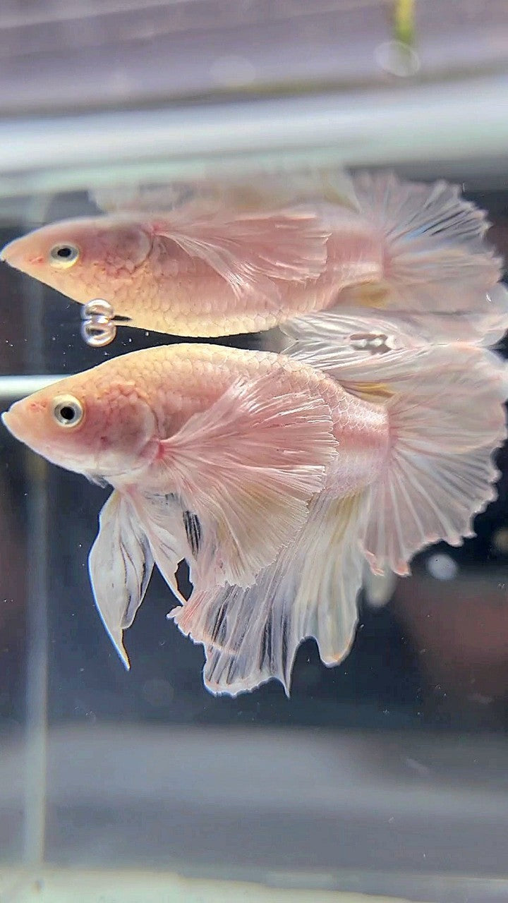 HALFMOON SUPER DUMBO EAR WHITE BETTA FISH