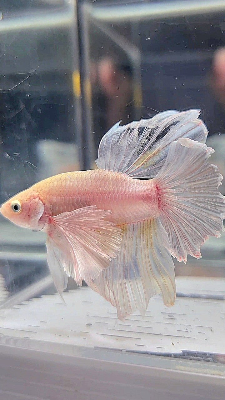 HALFMOON SUPER DUMBO EAR WHITE BETTA FISH