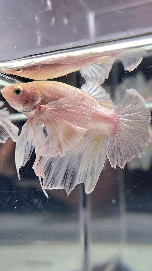 HALFMOON SUPER DUMBO EAR WHITE BETTA FISH