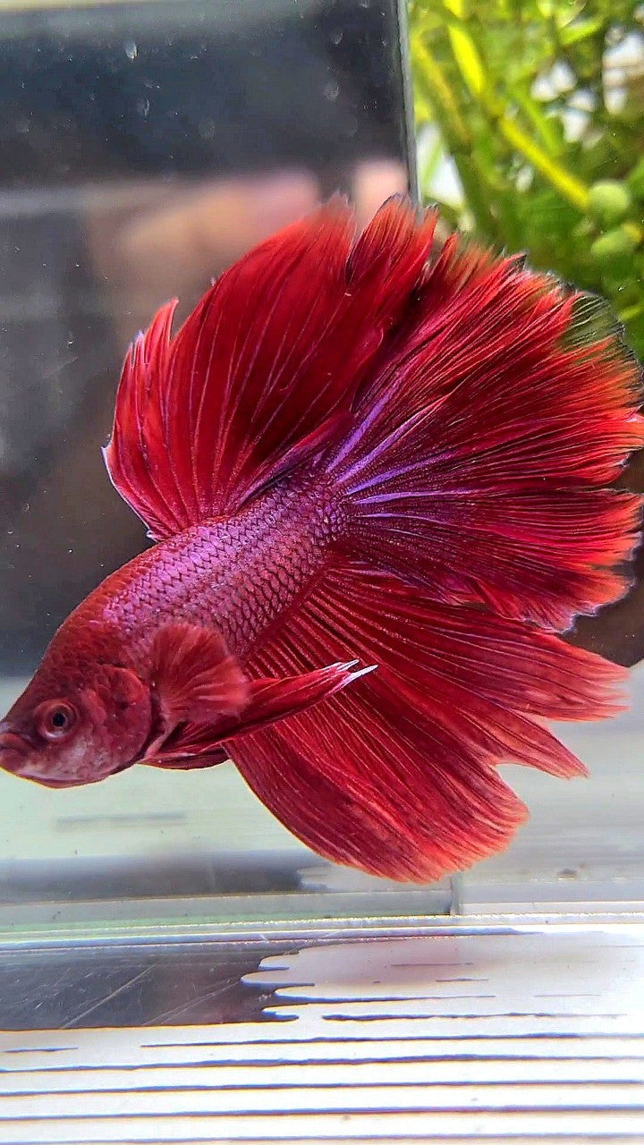 HALFMOON ROSETAIL SUPER RED BETTA FISH