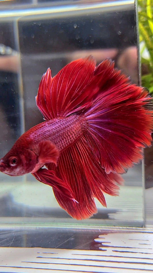 HALFMOON ROSETAIL SUPER RED BETTA FISH