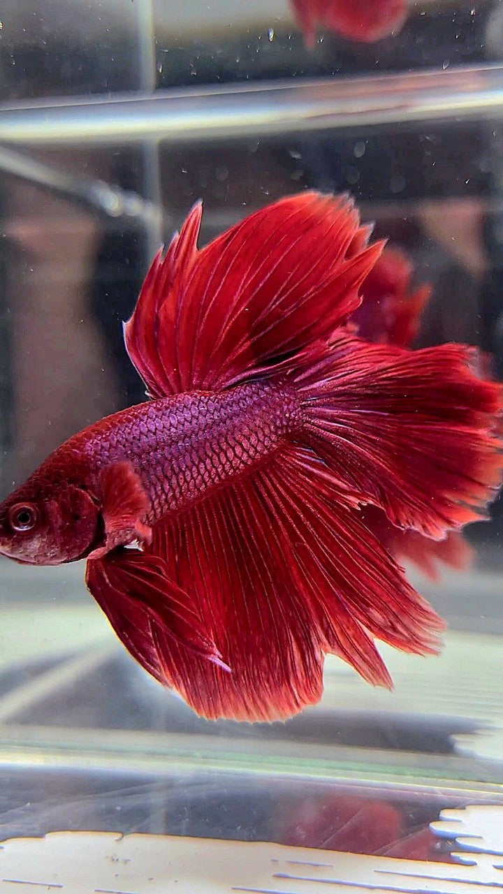 HALFMOON ROSETAIL SUPER RED BETTA FISH