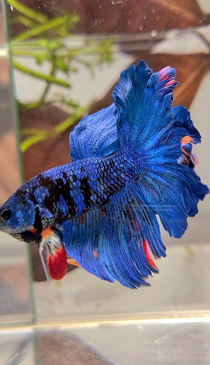 HALFMOON ROSETAIL BLUE GORDON AVATAR BETTA FISH