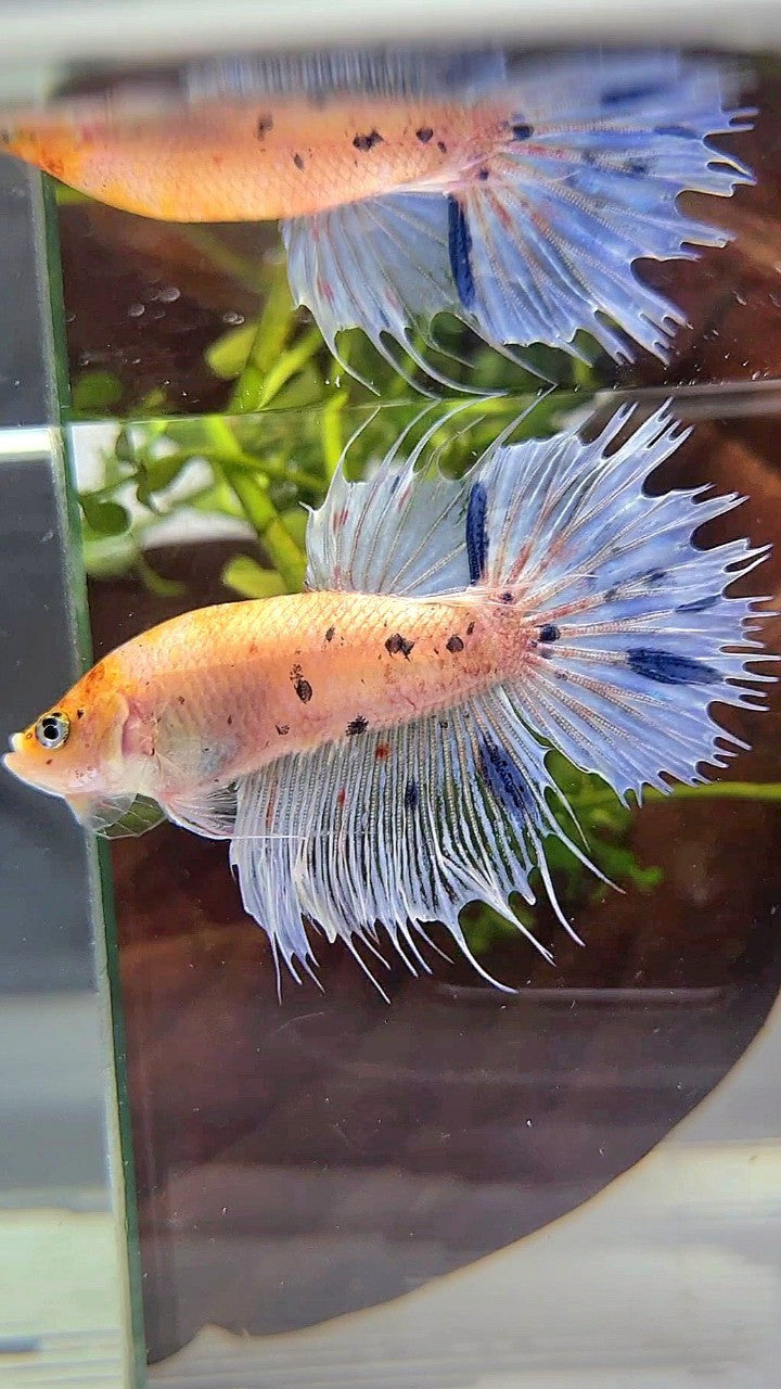 CROWNTAIL YELLOW BLUE MARBLE DOTS BETTA FISH