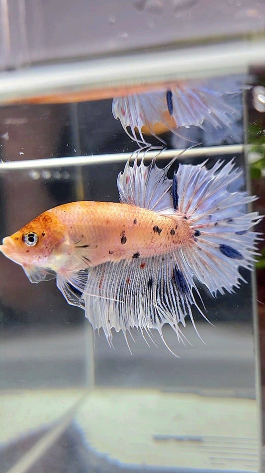 CROWNTAIL YELLOW BLUE MARBLE DOTS BETTA FISH