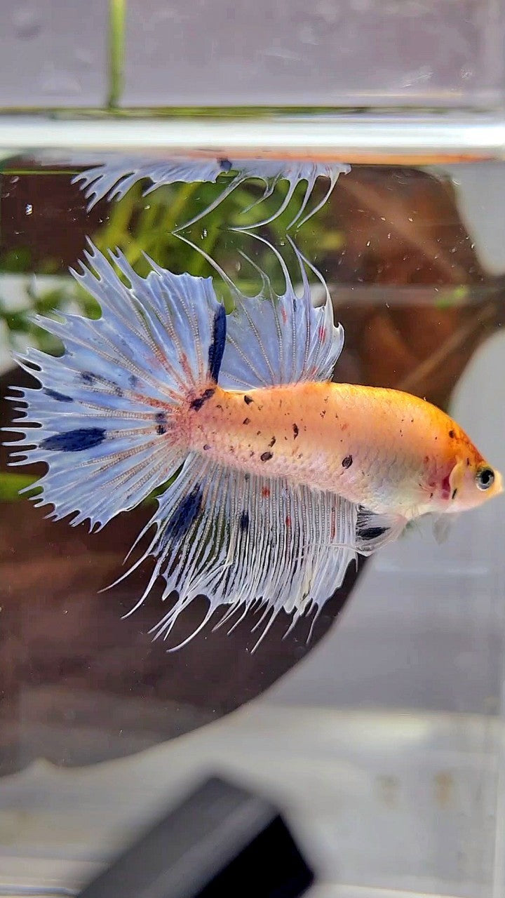 CROWNTAIL YELLOW BLUE MARBLE DOTS BETTA FISH