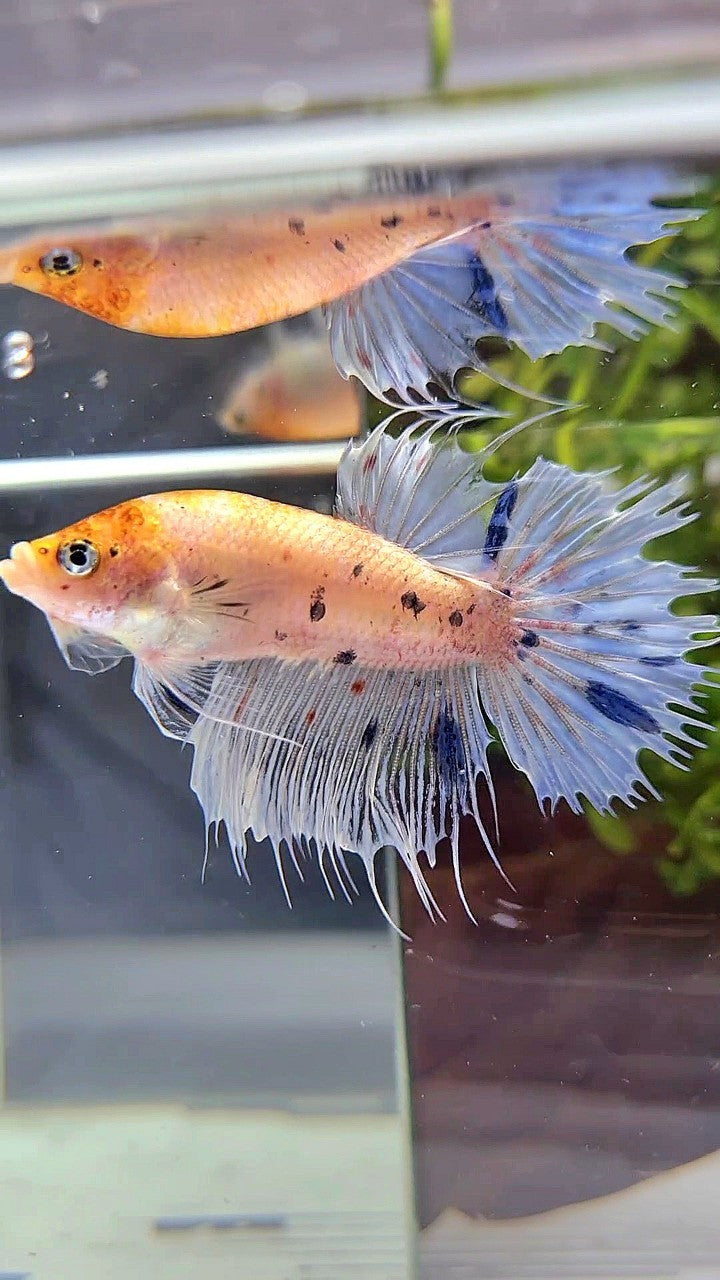 CROWNTAIL YELLOW BLUE MARBLE DOTS BETTA FISH