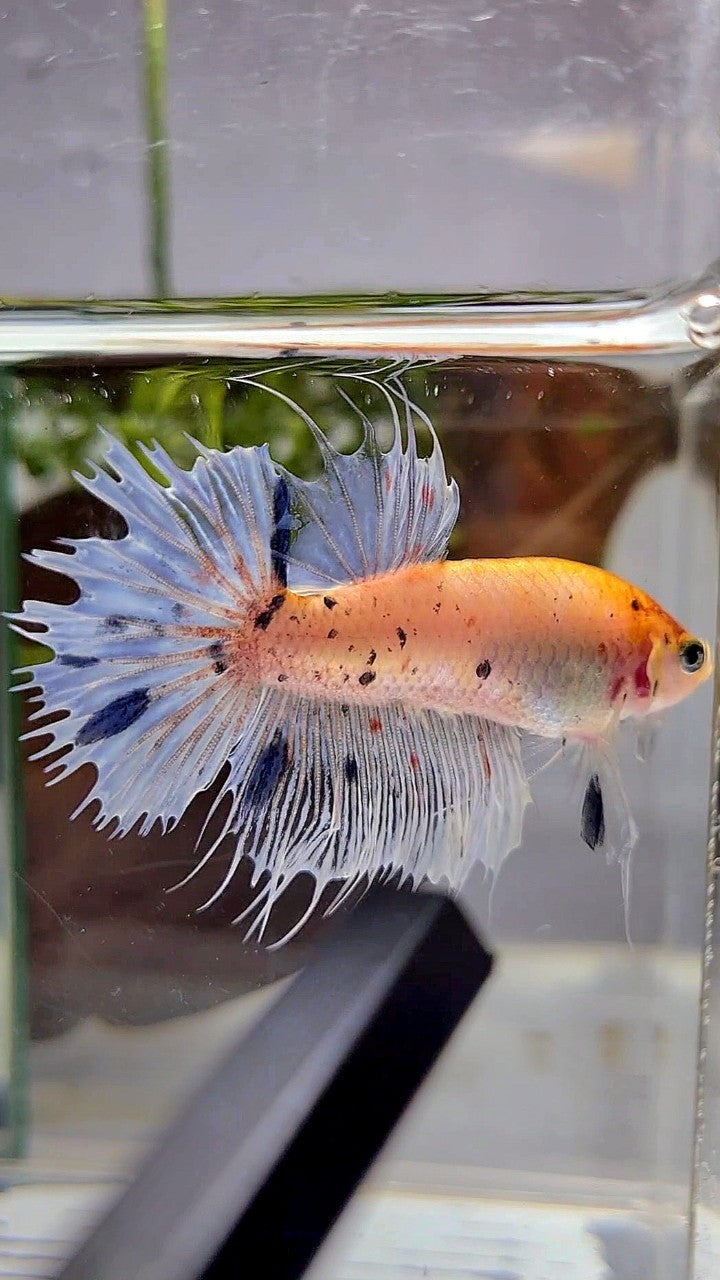 CROWNTAIL YELLOW BLUE MARBLE DOTS BETTA FISH