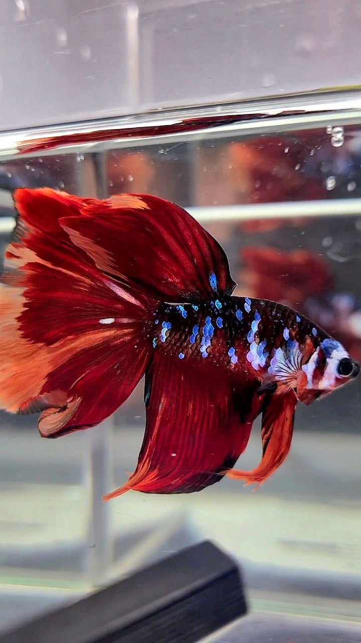 HALFMOON RED ORANGE KOI GALAXY MULTICOLOR BETTA FISH