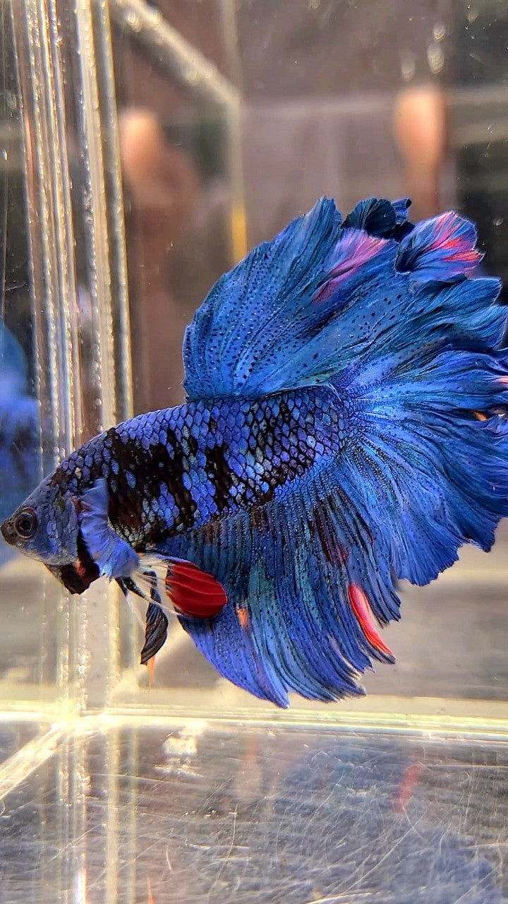 HALFMOON ROSETAIL BLUE GORDON AVATAR BETTA FISH