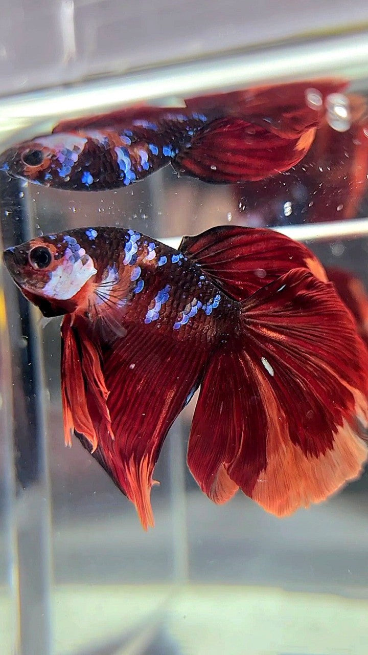 HALFMOON RED ORANGE KOI GALAXY MULTICOLOR BETTA FISH