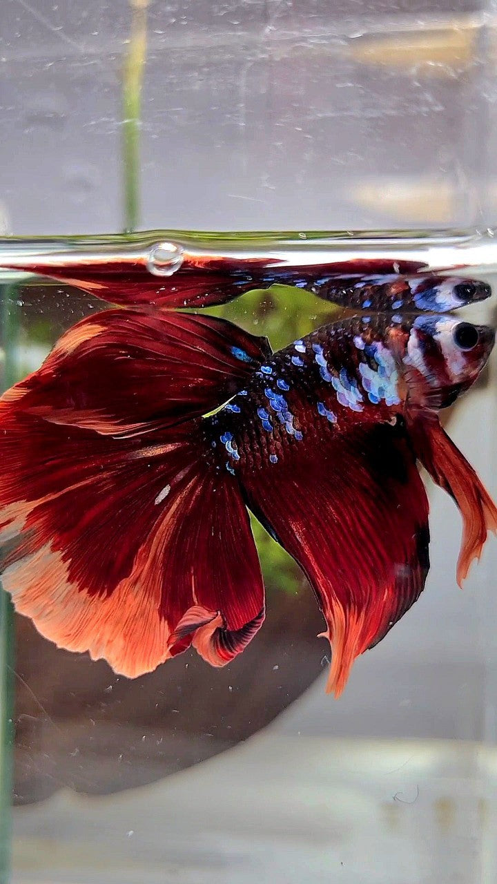 HALFMOON RED ORANGE KOI GALAXY MULTICOLOR BETTA FISH