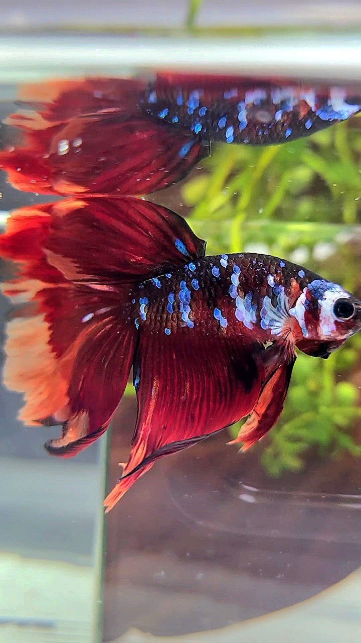 HALFMOON RED ORANGE KOI GALAXY MULTICOLOR BETTA FISH