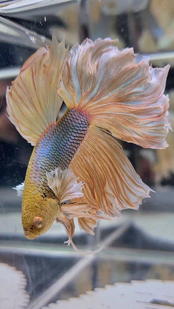 HALFMOON ROSETAIL YELLOW HEAD DUMBO EAR PINEAPPLE BETTA FISH