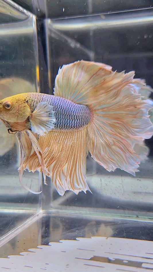 HALFMOON ROSETAIL YELLOW HEAD DUMBO EAR PINEAPPLE BETTA FISH