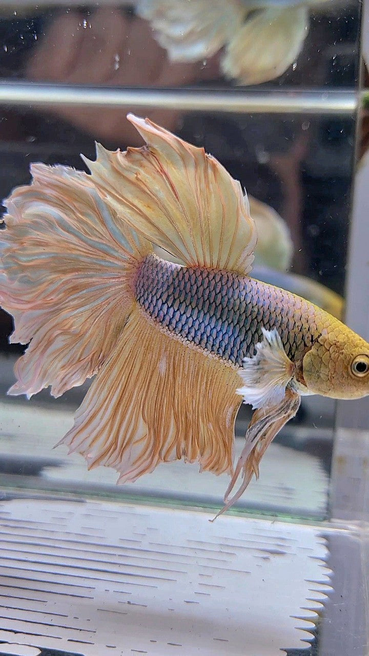 HALFMOON ROSETAIL YELLOW HEAD DUMBO EAR PINEAPPLE BETTA FISH