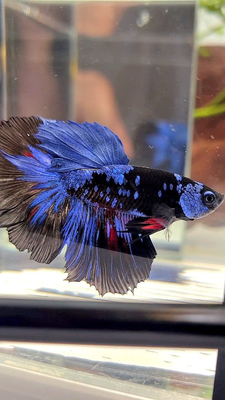 HALFMOON BLACK GALAXY AVATAR BLUE BETTA FISH