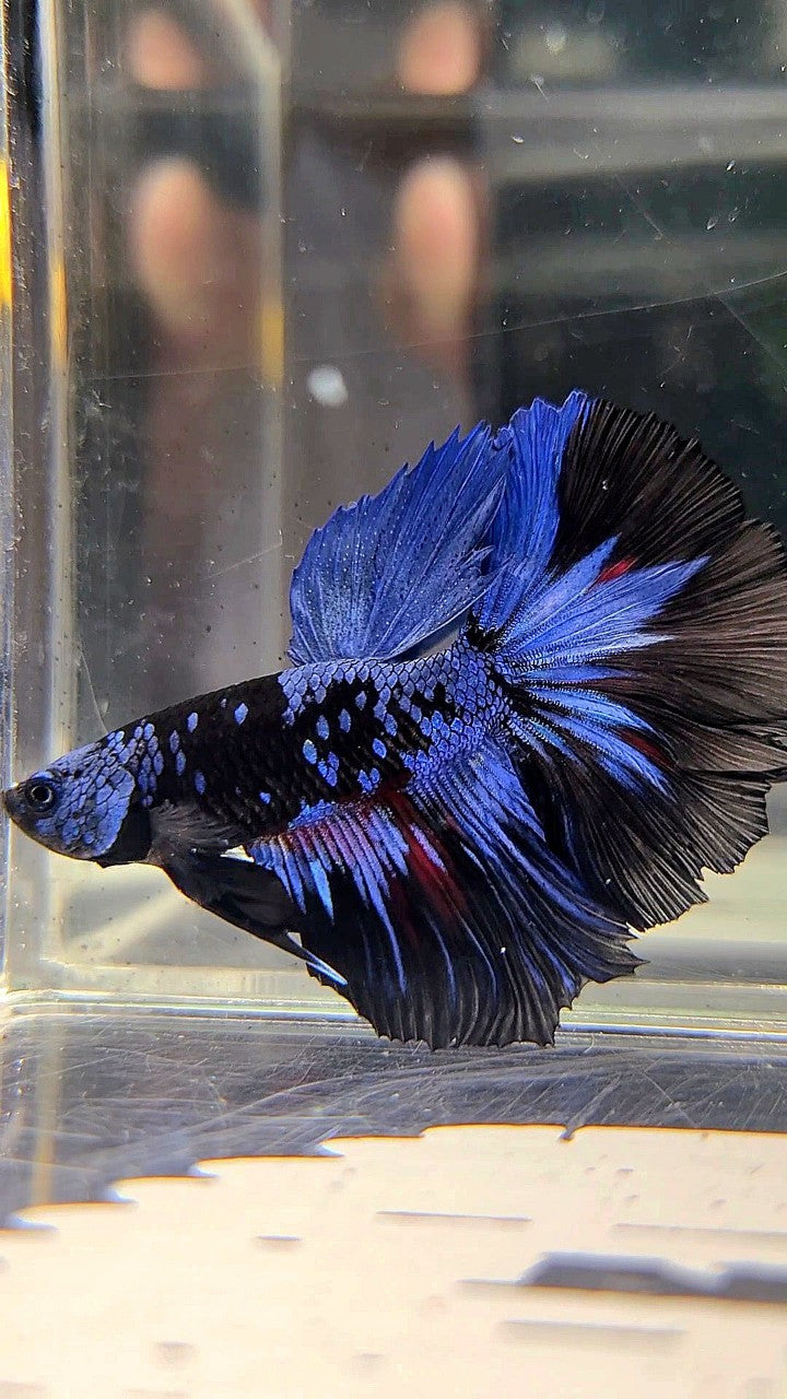 HALFMOON BLACK GALAXY AVATAR BLUE BETTA FISH