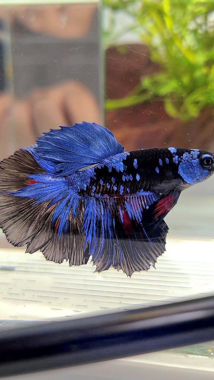 HALFMOON BLACK GALAXY AVATAR BLUE BETTA FISH