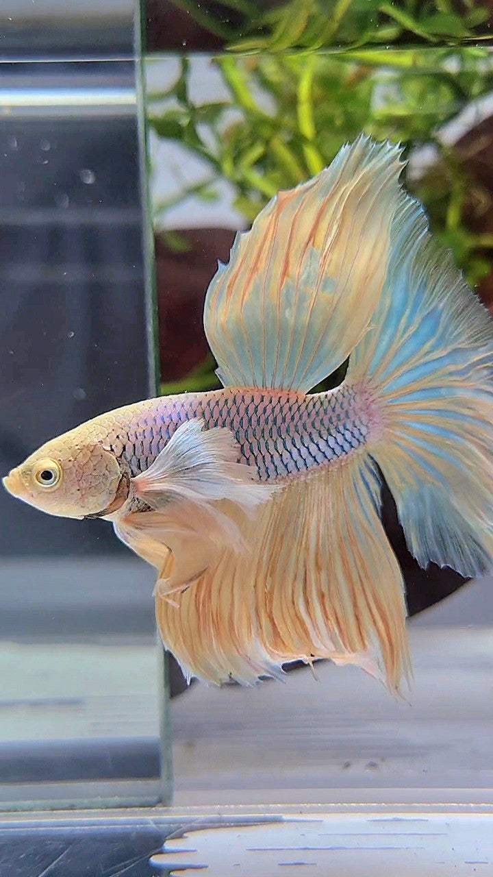 HALFMOON DUMBO EAR VIOLET PINEAPPLE BETTA FISH