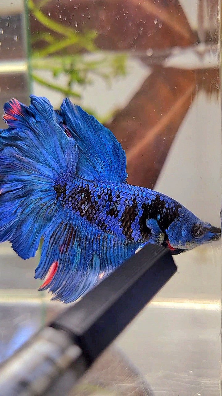 HALFMOON ROSETAIL BLUE GORDON AVATAR BETTA FISH