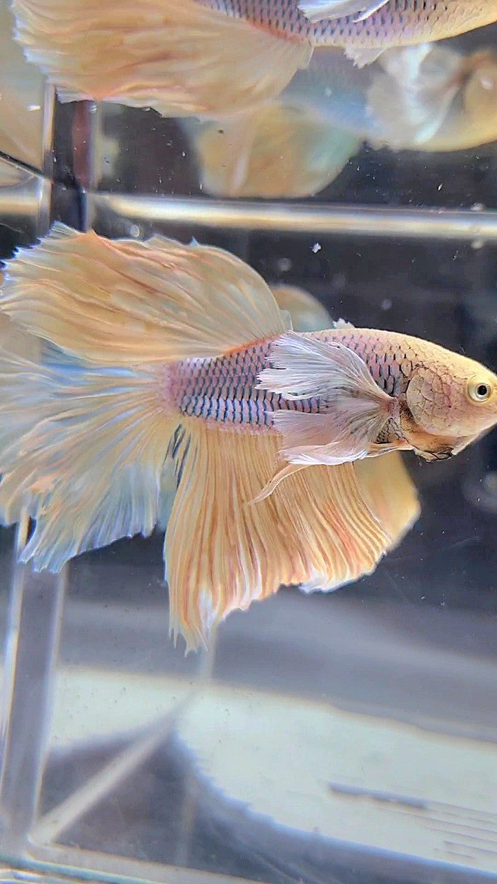 HALFMOON DUMBO EAR VIOLET PINEAPPLE BETTA FISH