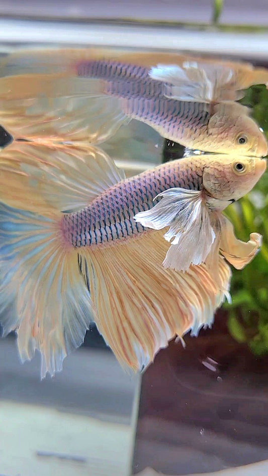 HALFMOON DUMBO EAR VIOLET PINEAPPLE BETTA FISH