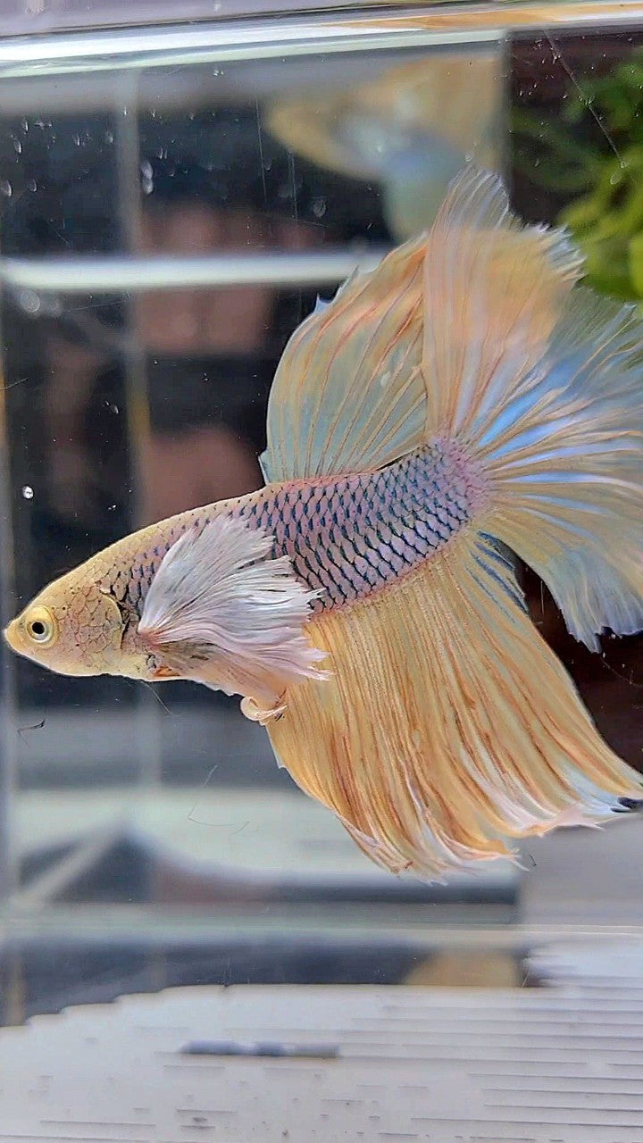 HALFMOON DUMBO EAR VIOLET PINEAPPLE BETTA FISH