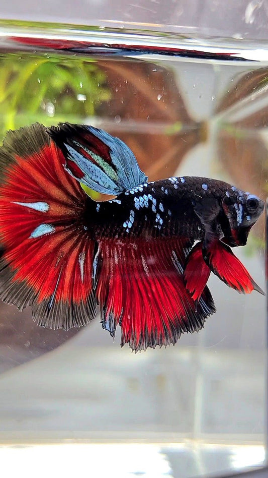 HALFMOON ROSETAIL BLACK GALAXY BLUE AVATAR VAMPIRE PATTERN BETTA FISH