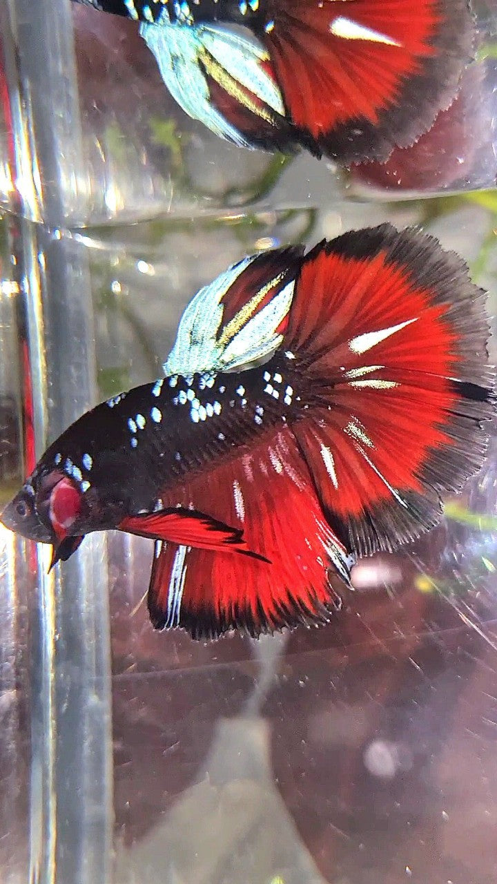 HALFMOON ROSETAIL BLACK GALAXY BLUE AVATAR VAMPIRE PATTERN BETTA FISH