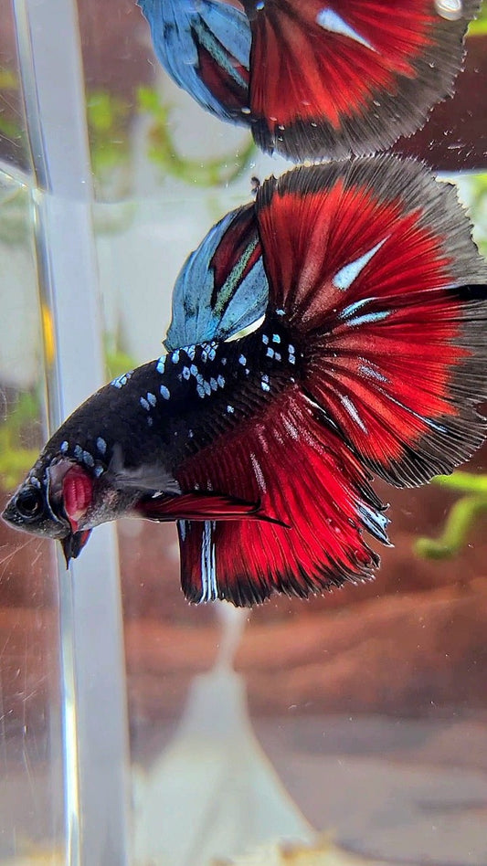 HALFMOON ROSETAIL BLACK GALAXY BLUE AVATAR VAMPIRE PATTERN BETTA FISH