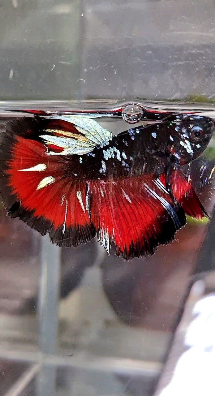 HALFMOON ROSETAIL BLACK GALAXY BLUE AVATAR VAMPIRE PATTERN BETTA FISH