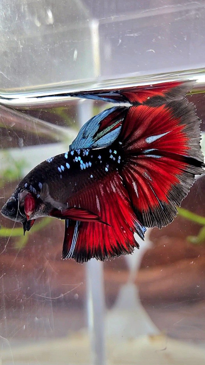 HALFMOON ROSETAIL BLACK GALAXY BLUE AVATAR VAMPIRE PATTERN BETTA FISH